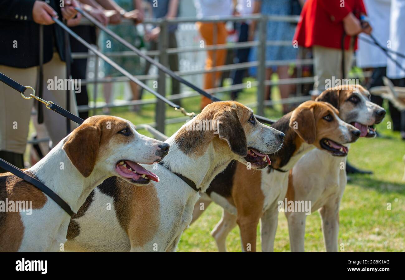 Festival of Hunting, Peterborough, England, UK. 21st July 2021.   This year’s Festival of Hunting played host to the 133rd Peterborough Royal Foxhound Show which also celebrated Beagles, Harriers, Basset Hounds, Draghounds and Bloodhounds making it one of the largest hounds show anywhere in the world. Credit: Matt Limb OBE/Alamy Live New Stock Photo