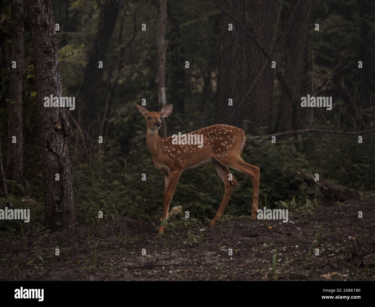 Young scared deer in a dark dense forest Stock Photo