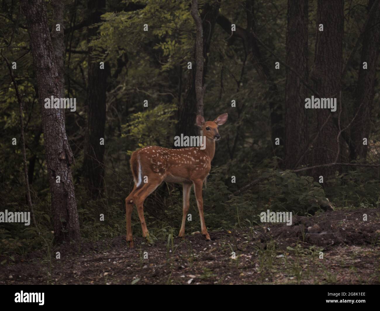 Young scared deer in a dark dense forest Stock Photo