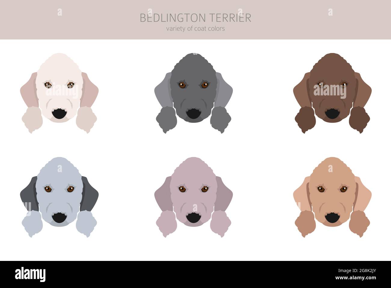 Bedlington terrier clipart. Different coat colors and poses set. Vector
