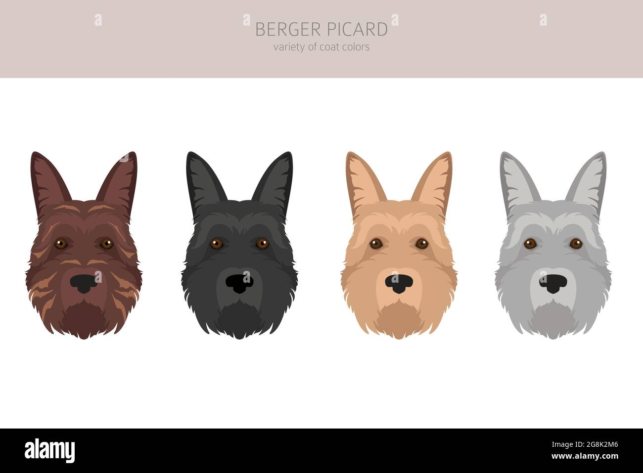 Berger picard clipart. Different coat colors and poses set.  Vector illustration Stock Vector