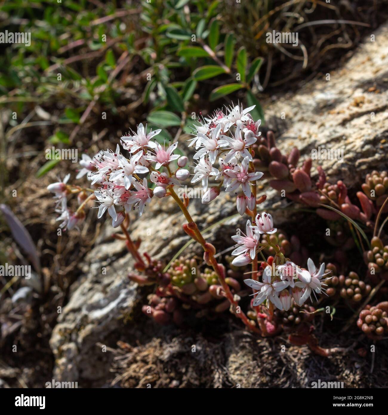 Alpine wild flower Sedum Album (White Stonecrop). Photo taken at an altitude of 2200 meters, close to the maximum altitude for this flower. Stock Photo