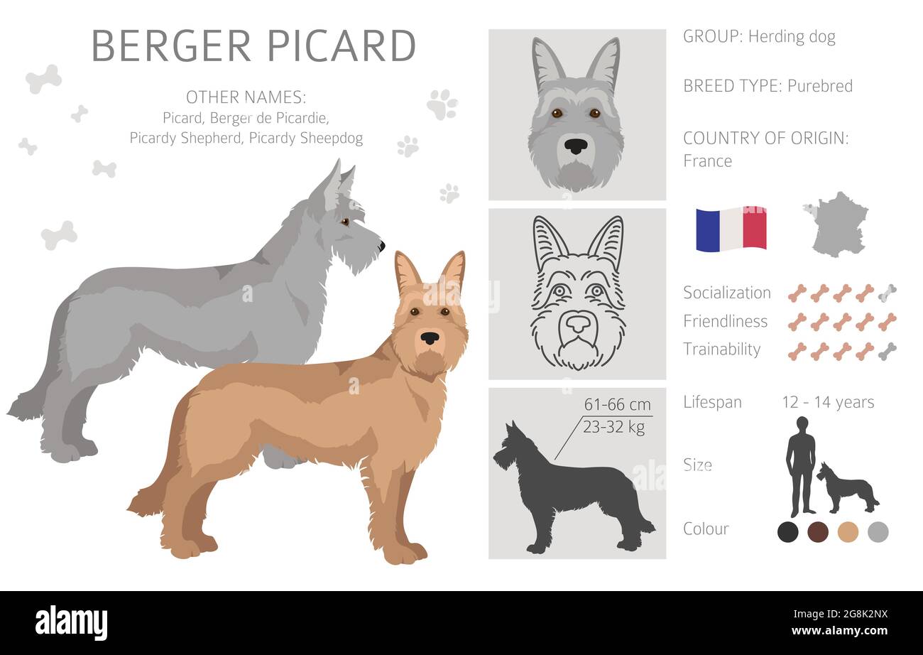 Berger picard clipart. Different coat colors and poses set.  Vector illustration Stock Vector