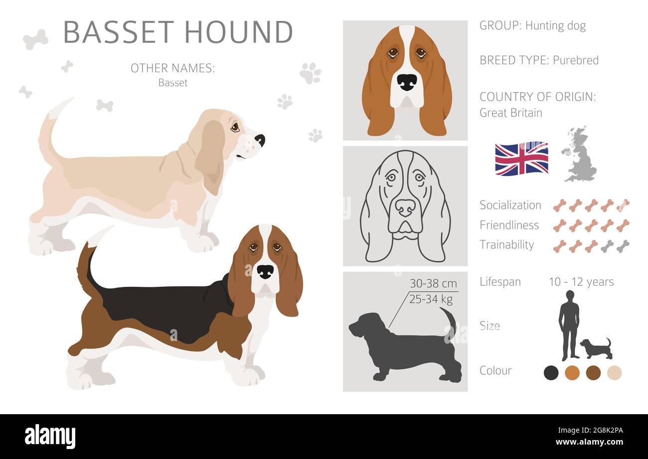 pen Brun Dårligt humør Basset hound clipart. Different coat colors and poses set. Vector  illustration Stock Vector Image & Art - Alamy