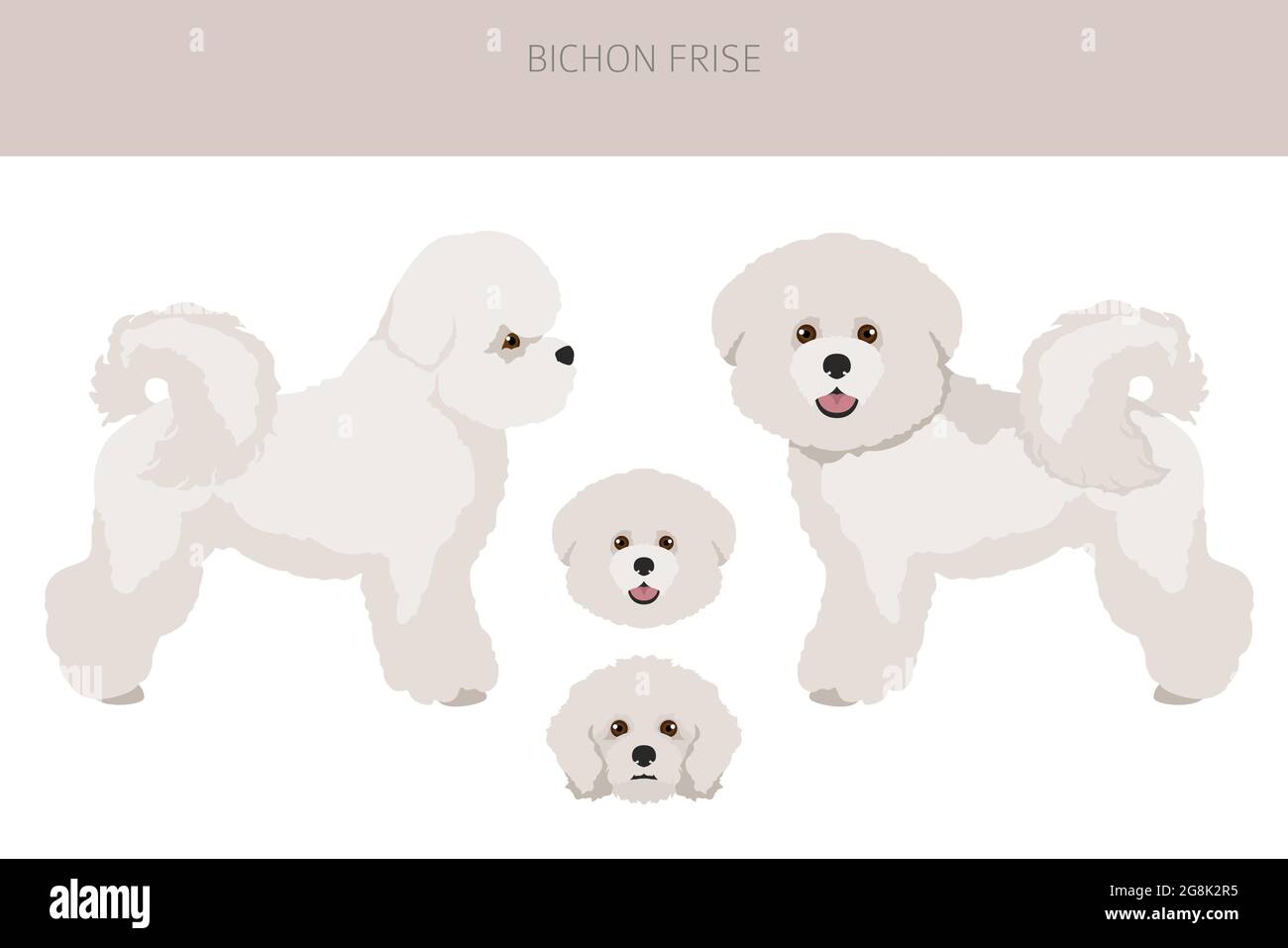 Bichon frise clipart. Different coat colors and poses set.  Vector illustration Stock Vector