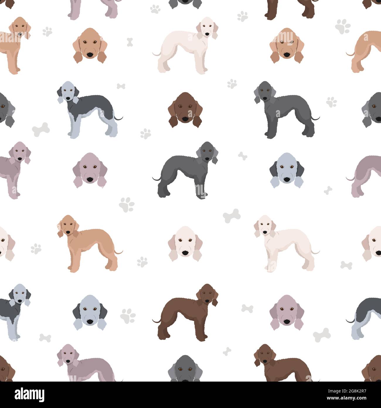 What Type Of Coat Does A Bedlington Terrier Have