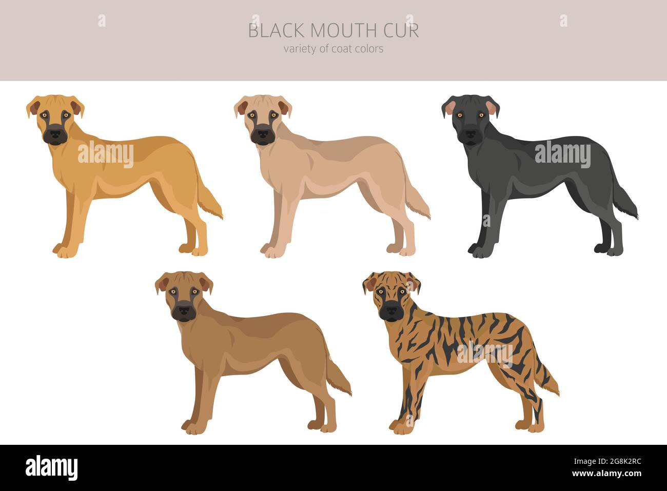 Black mouth cur clipart. Different coat colors and poses set.  Vector illustration Stock Vector