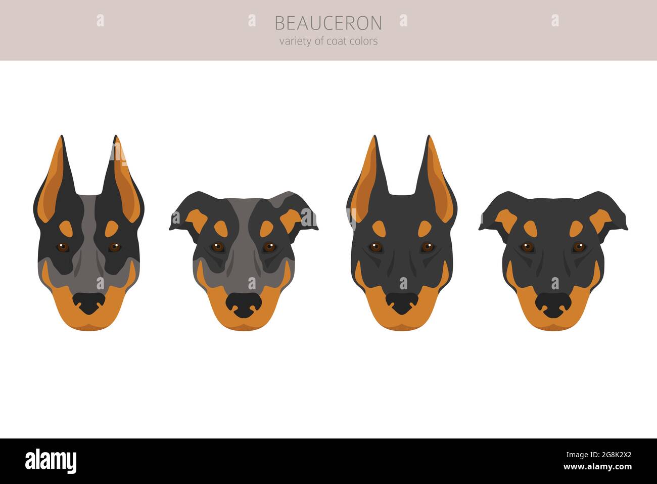 Beauceron clipart. Different coat colors and poses set. Vector