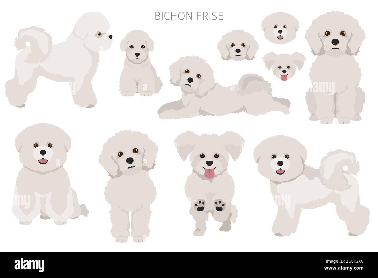 Bichon frise clipart. Different coat colors and poses set.  Vector illustration Stock Vector