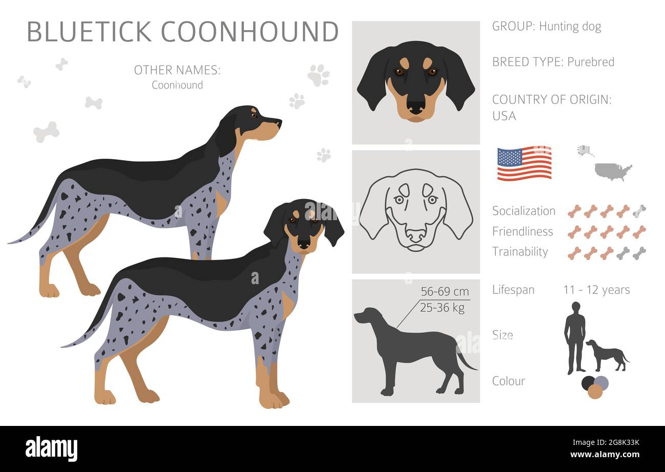 Bluetick coonhound store colors