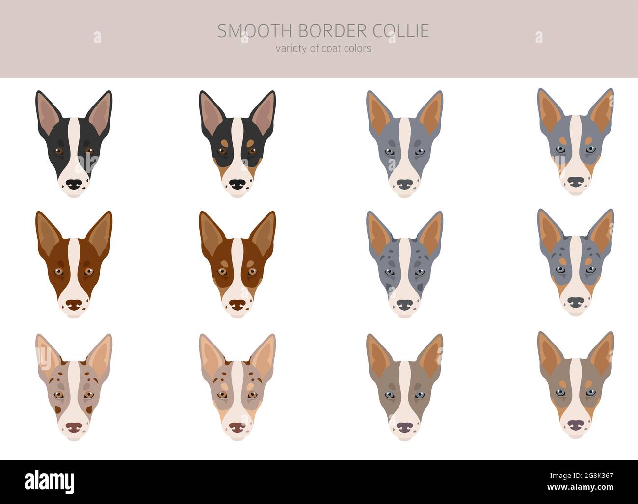 Smooth border collie clipart. Different poses, coat colors set. Vector