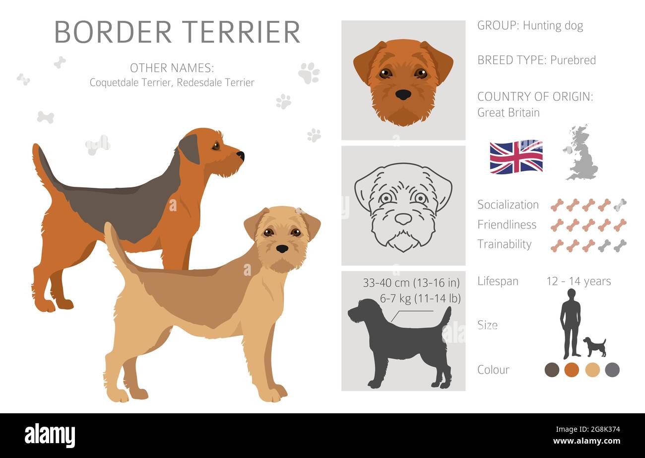 Border Terrier Clipart Different Coat Colors And Poses Set Vector 