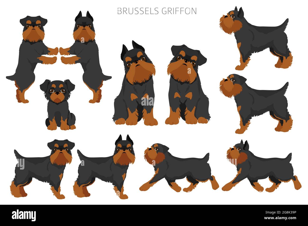 Brussels griffon clipart. Different coat colors and poses set.  Vector illustration Stock Vector