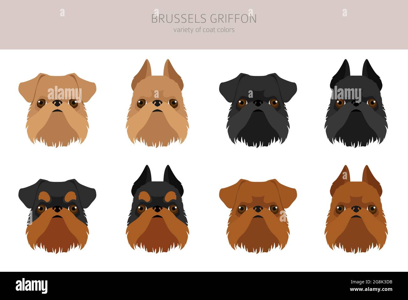 Brussels griffon clipart. Different coat colors and poses set.  Vector illustration Stock Vector