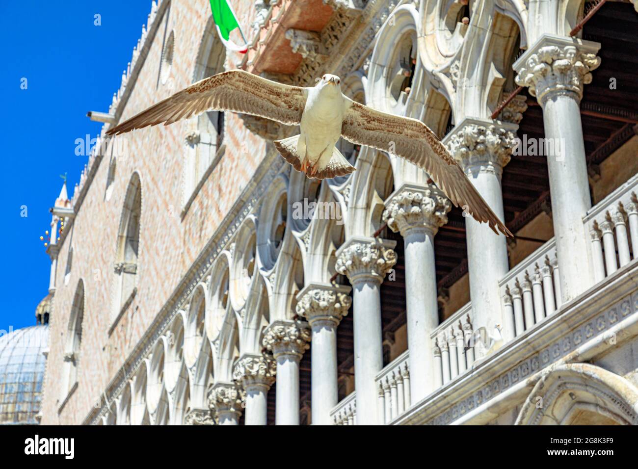 A flying seagull in San Marco Italian square of Venice city of Italy with Doge's palace colonnade behind. Stock Photo