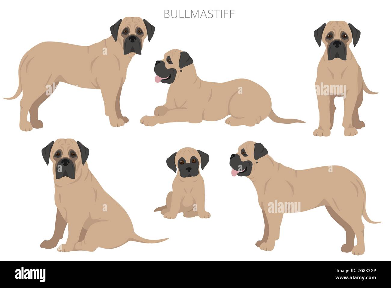 Bullmastiff clipart. Different coat colors and poses set.  Vector illustration Stock Vector