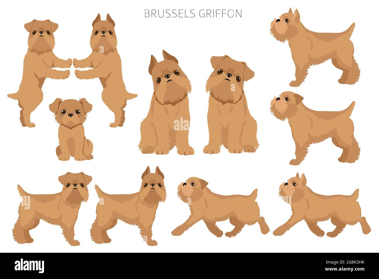Brussels griffon clipart. Different coat colors and poses set.  Vector illustration Stock Vector