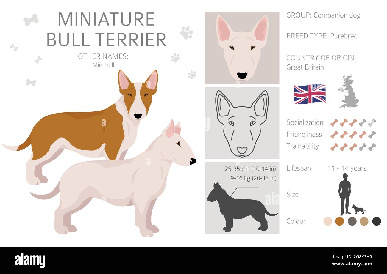 Miniature bull terrier clipart. Different poses, coat colors set. Vector  illustration Stock Vector Image & Art - Alamy