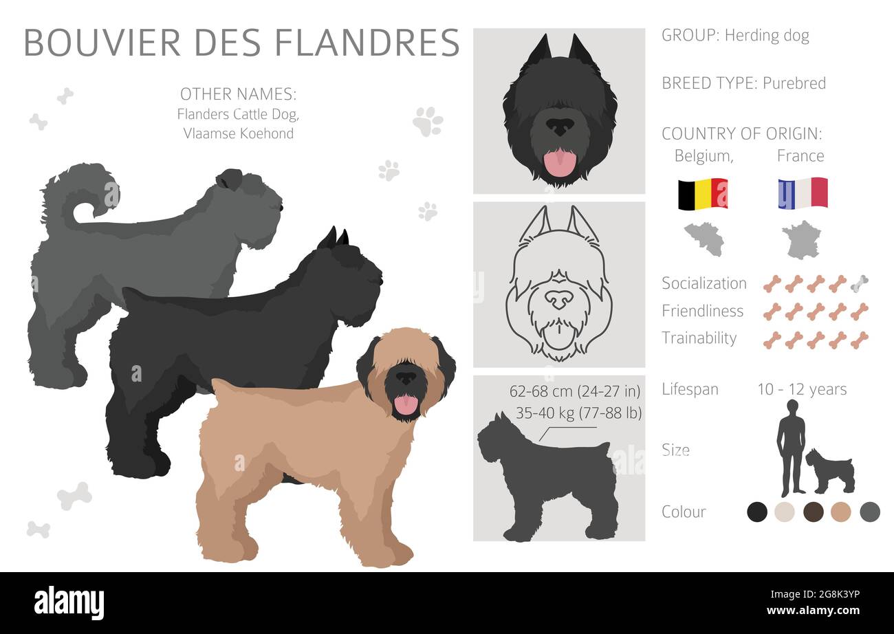 Bouvier Des Flanders Jacket Bouvier Des Flanders Jacket