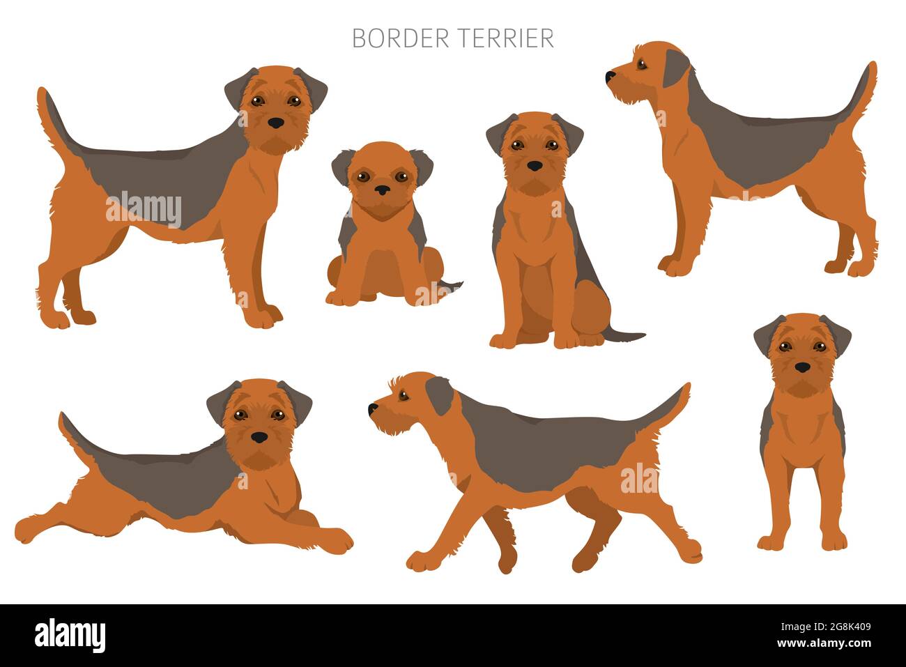 Border terrier clipart. Different coat colors and poses set. Vector