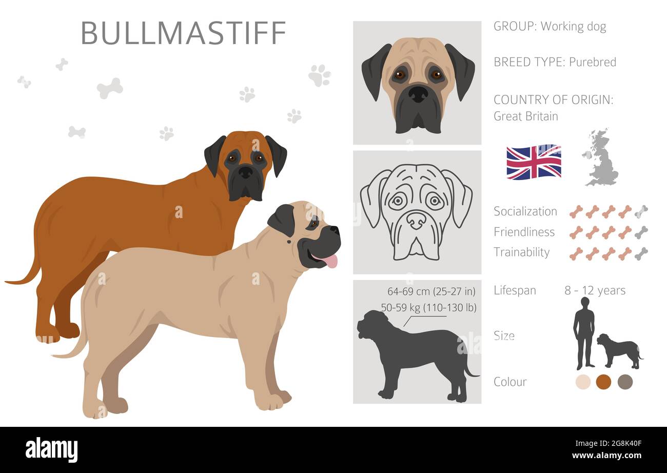 Bullmastiff clipart. Different coat colors and poses set.  Vector illustration Stock Vector