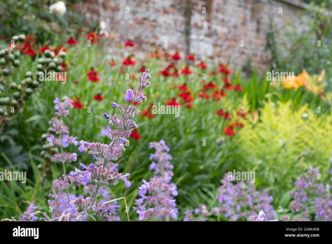 Colourful mixed herbaceous border at Oxburgh Hall, Norfolk UK. By the path are clumps of purple Catmint, also known as Nepeta Racemosa or Walker's Low Stock Photo