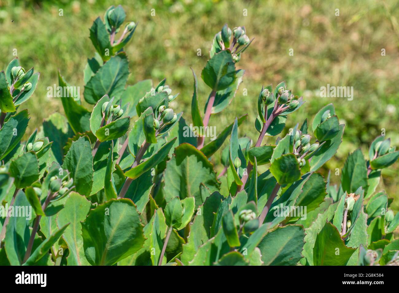 Beautiful green plants hi-res stock photography and images - Alamy