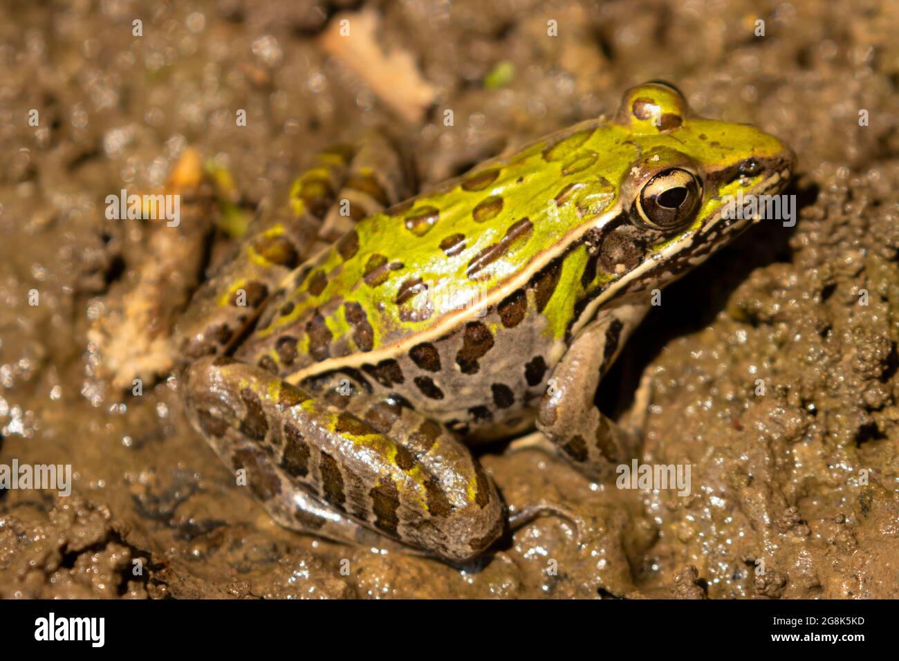 Northern Leopard Frog (Lithobates pipiens), Muscatatuck National