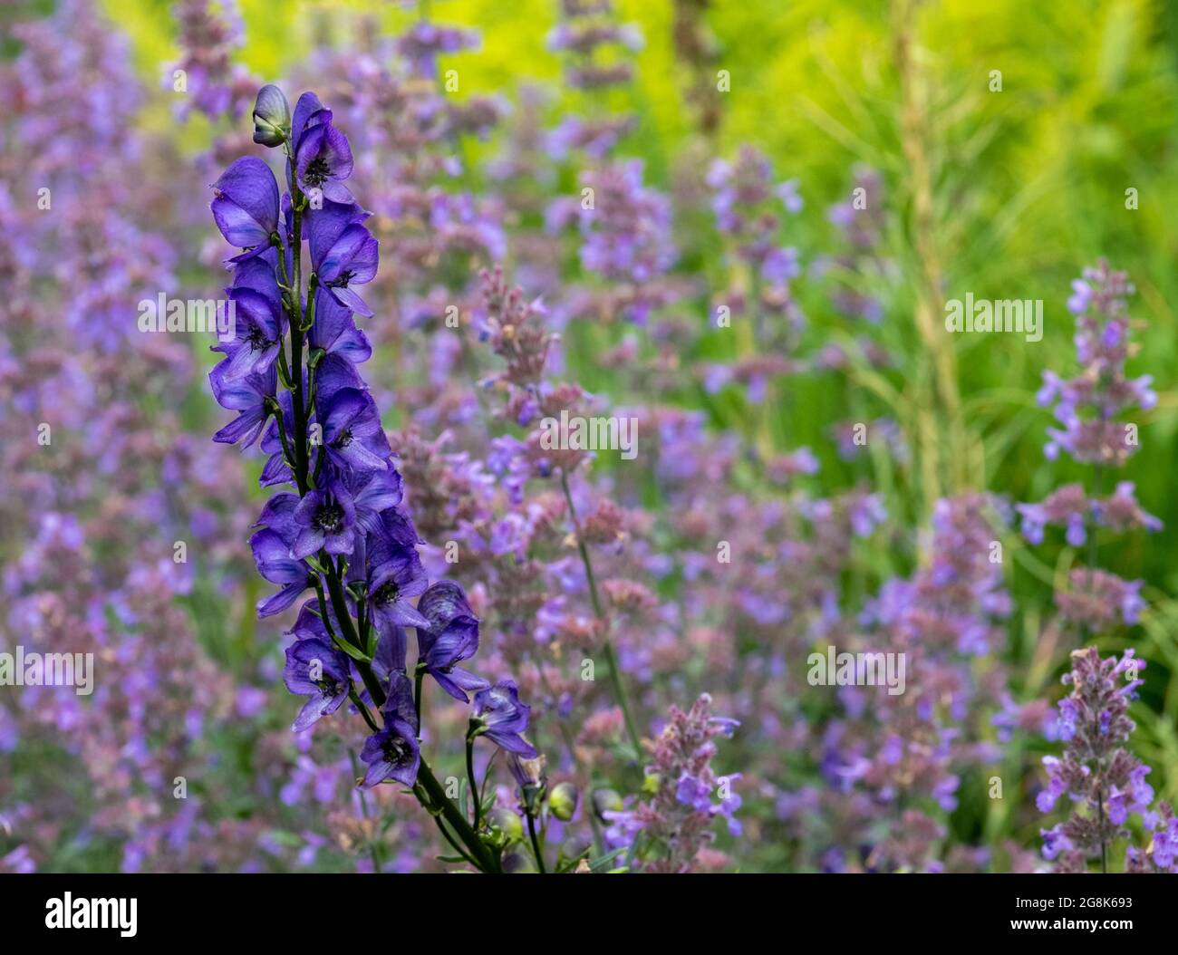Dark purple delphinium flower in the foreground, and light purple Catmint flowers, also known as Nepeta Racemosa or Walker's Low behind. Stock Photo