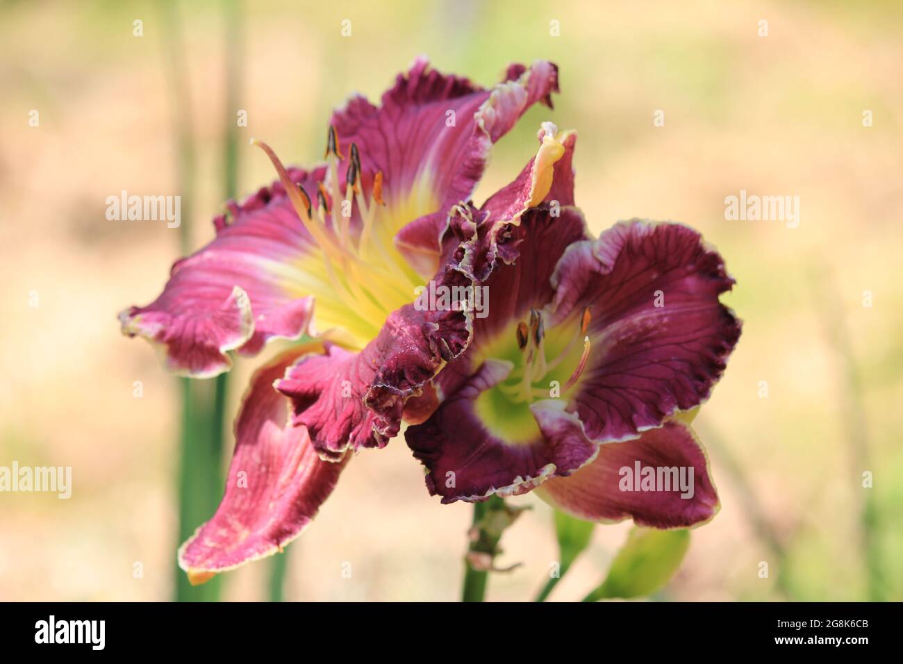 Lily in Belmonte Arboretum garden in Wageningen, the Netherlands Stock Photo