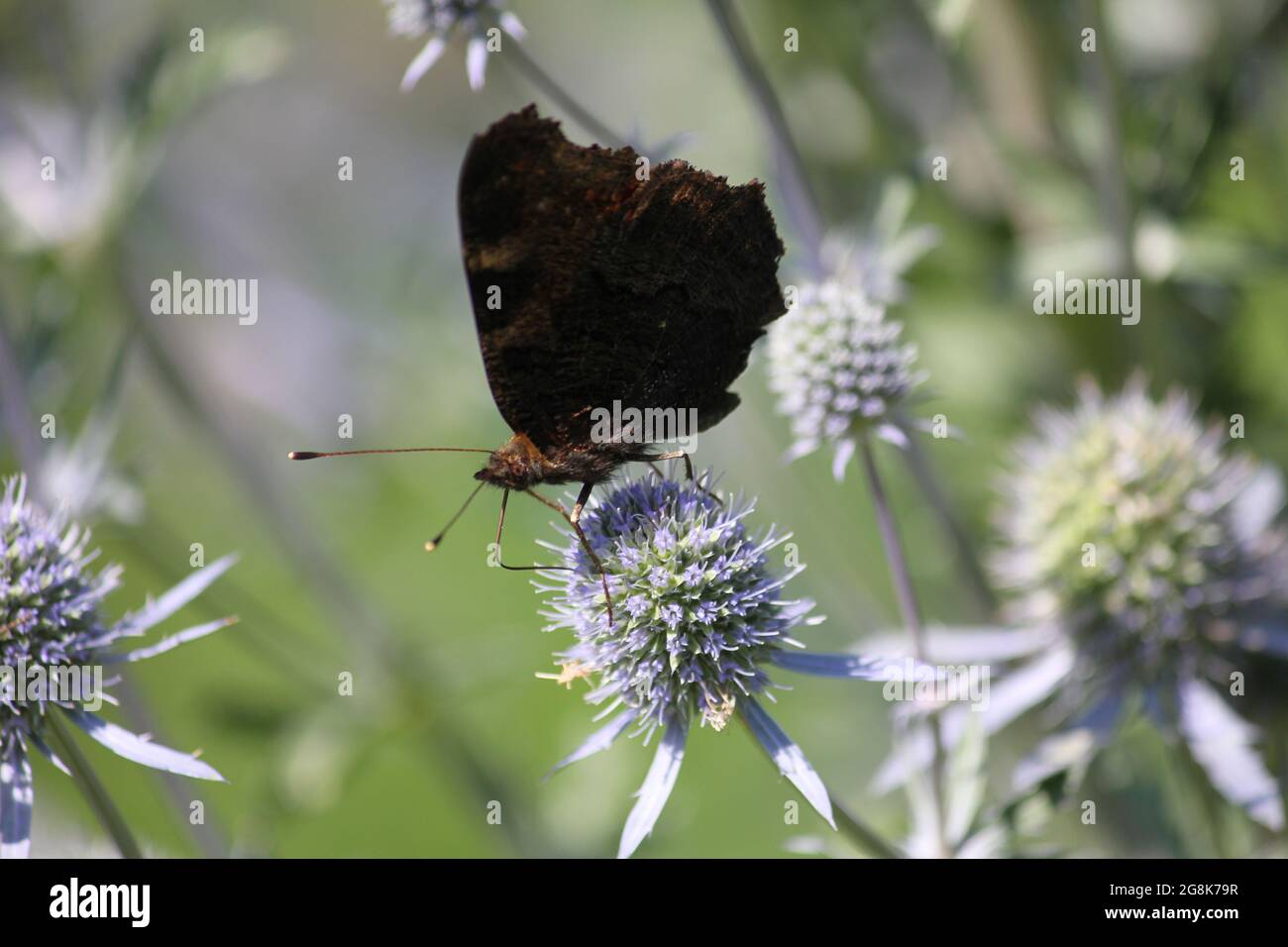 Belmonte Arboretum in Wageningen, the Netherlands Stock Photo