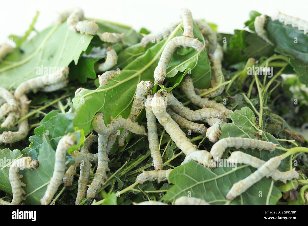 Silkworm is feeding with mulberry leaves. Silk worm close-up. Stock Photo