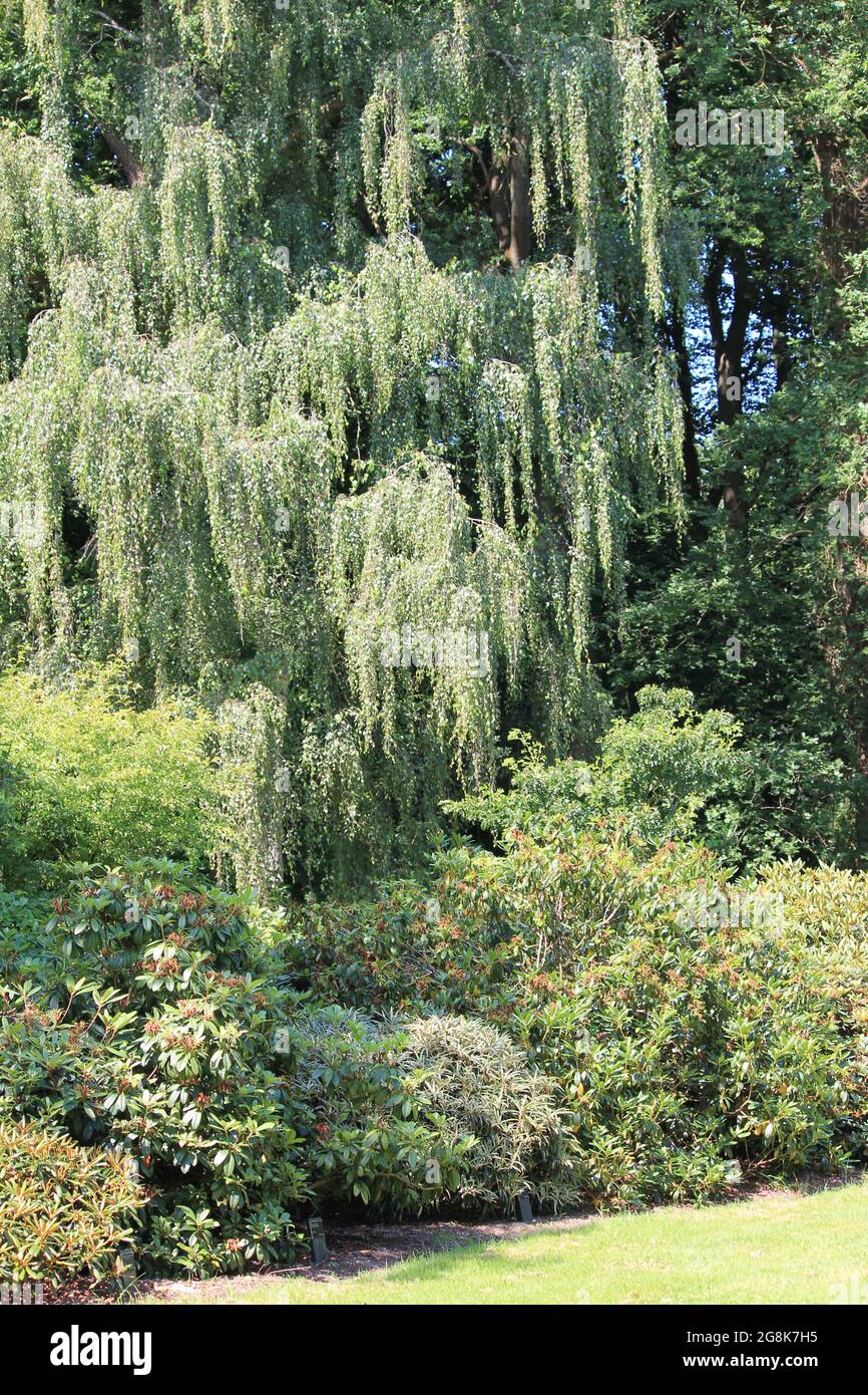 Belmonte Arboretum in Wageningen, the Netherlands Stock Photo