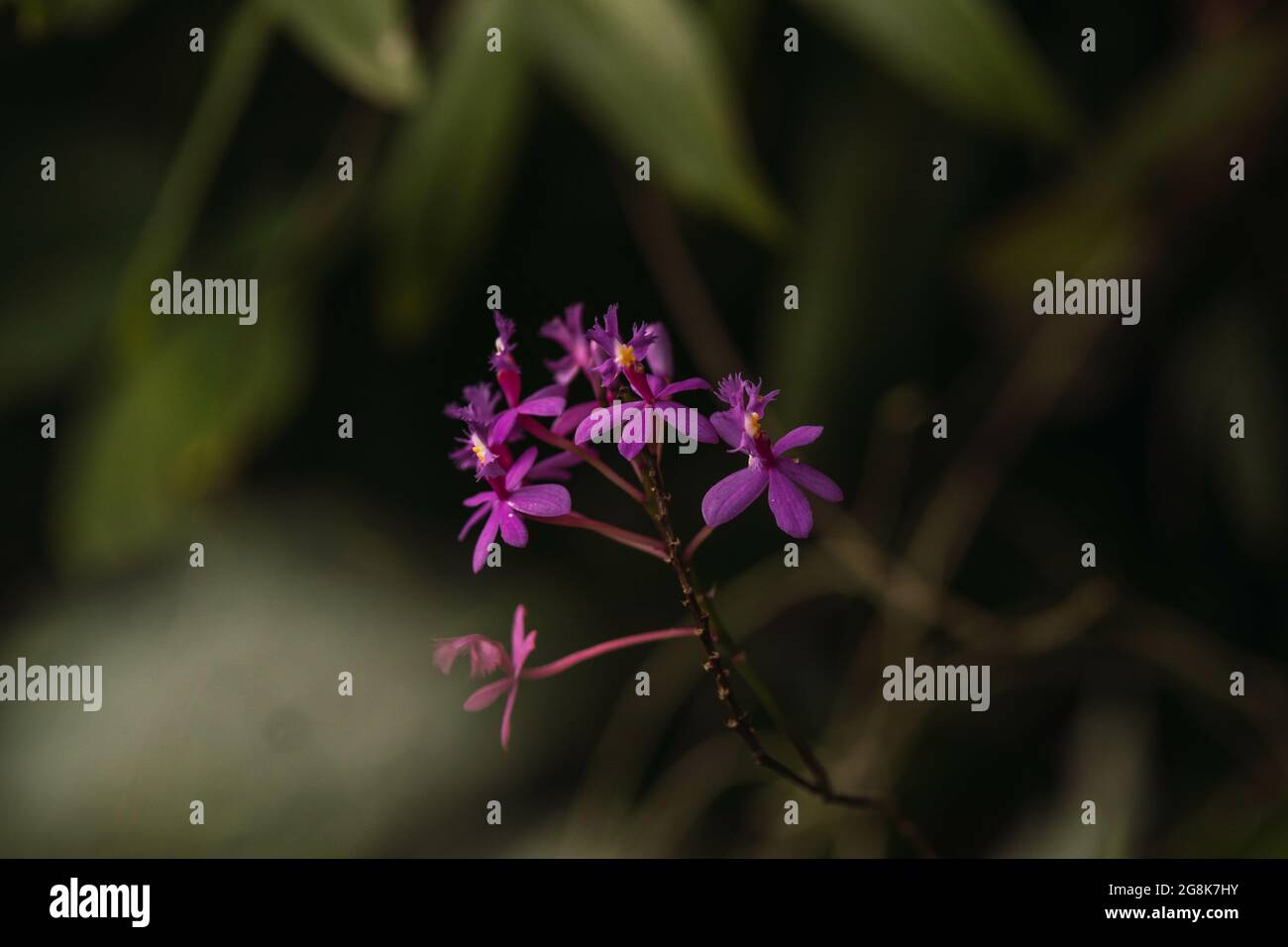 Closeup of a beautiful purple epidendrum flowers on a blurred leafy background Stock Photo