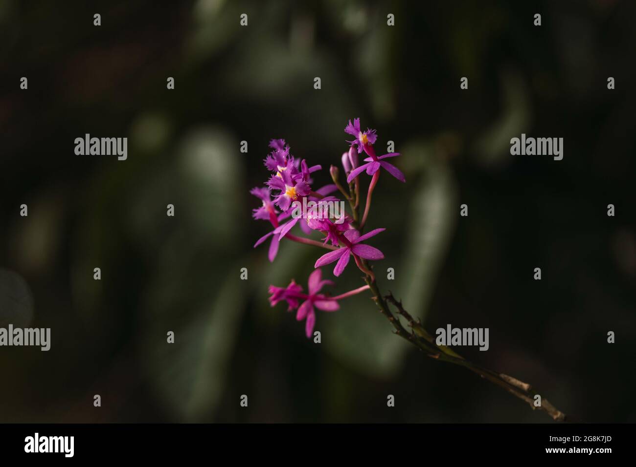 Closeup of a beautiful dainty epidendrum flower on a thin branch with a blurry background Stock Photo