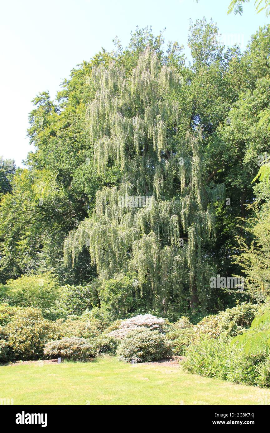 Belmonte Arboretum in Wageningen, the Netherlands Stock Photo