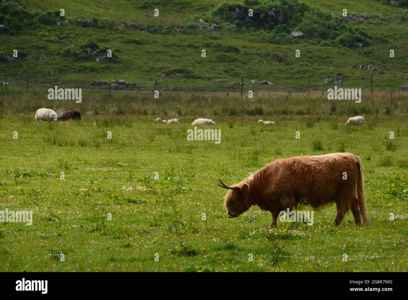 Side view of a brown Highland cattle grazing in a green field Stock ...