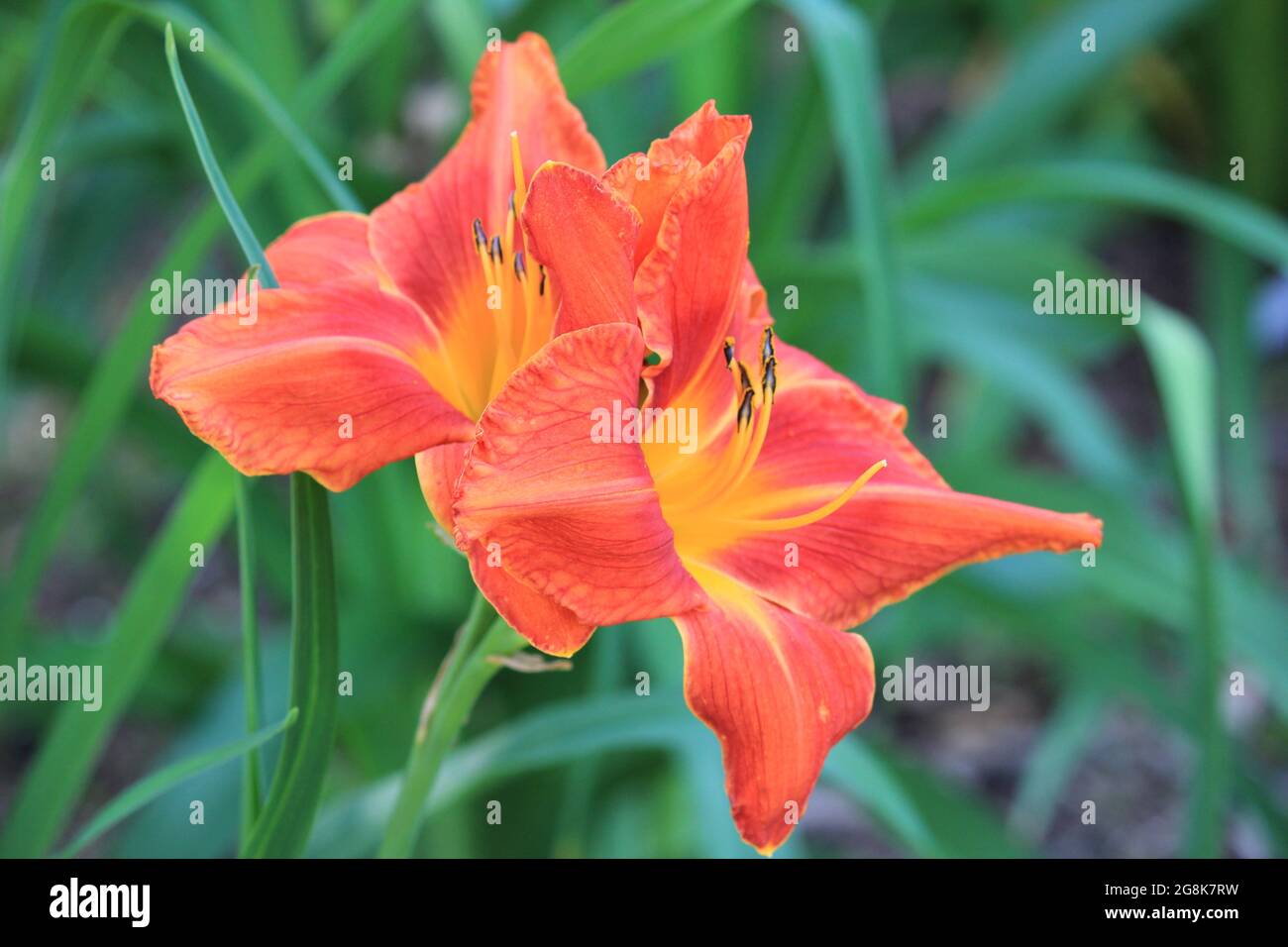 Lily in Belmonte Arboretum garden in Wageningen, the Netherlands Stock Photo