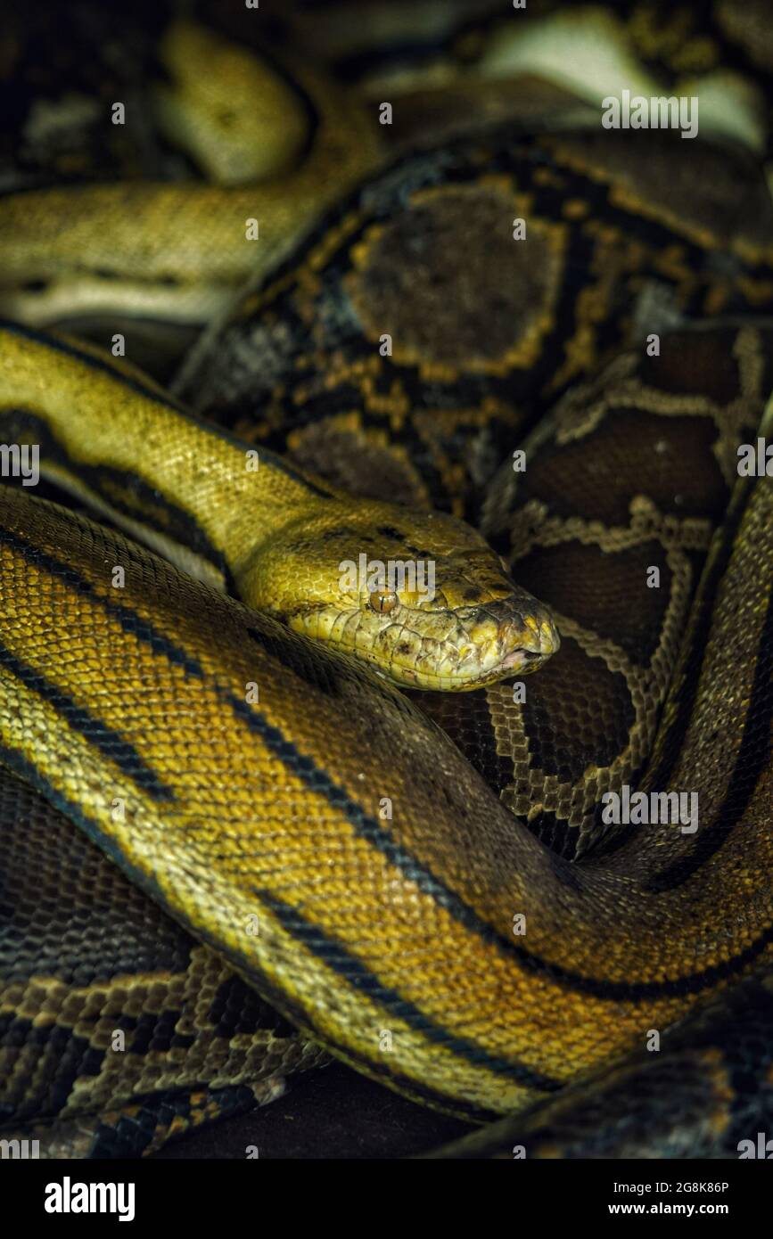 Closeup shot of a Reticulated python snake head and skin pattern Stock ...