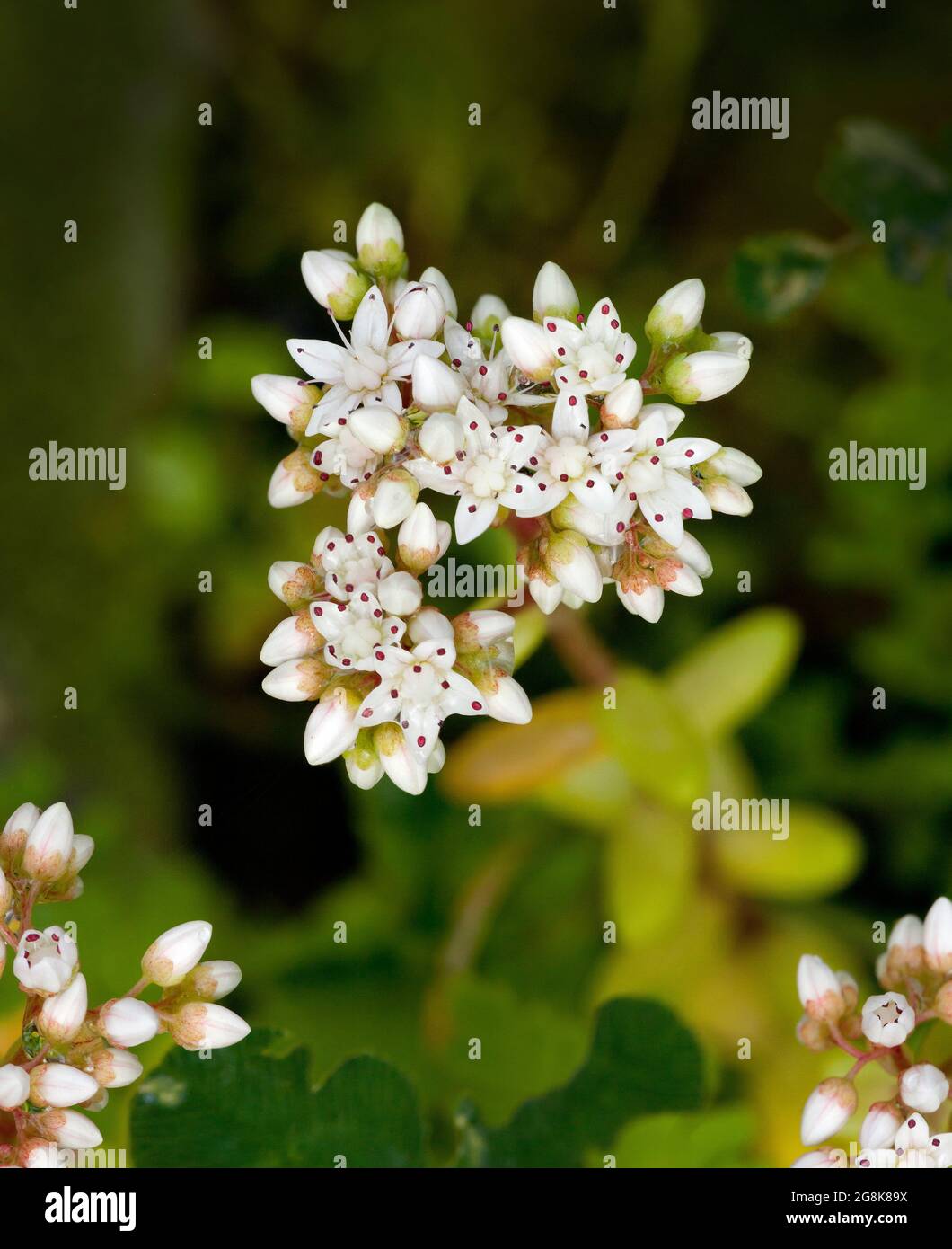 Sedum album, White Stonecrop wild flowers Stock Photo