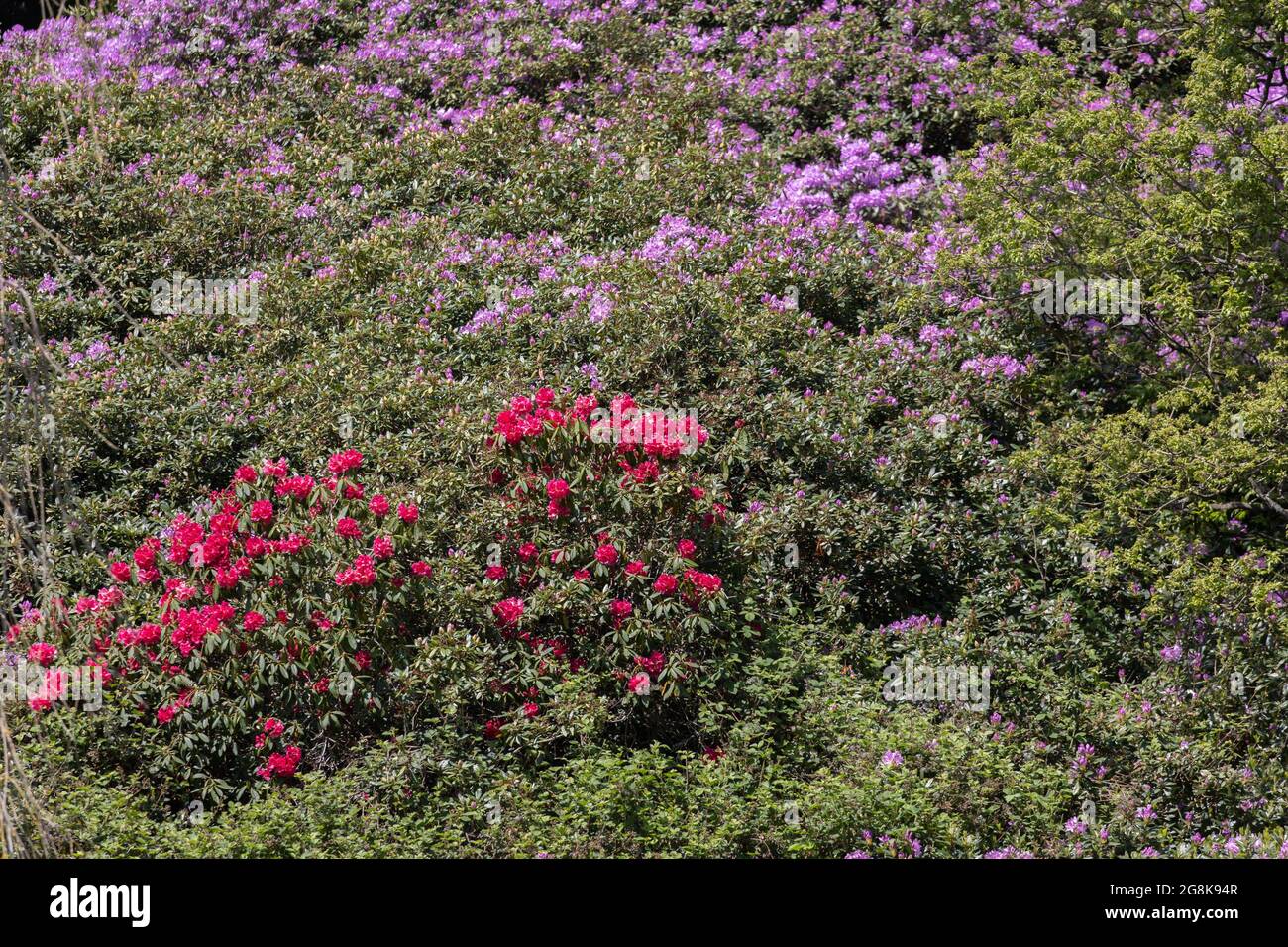 Field of  red and purple Tibouchina Tibouchina Aubl flowers on a summer day Stock Photo