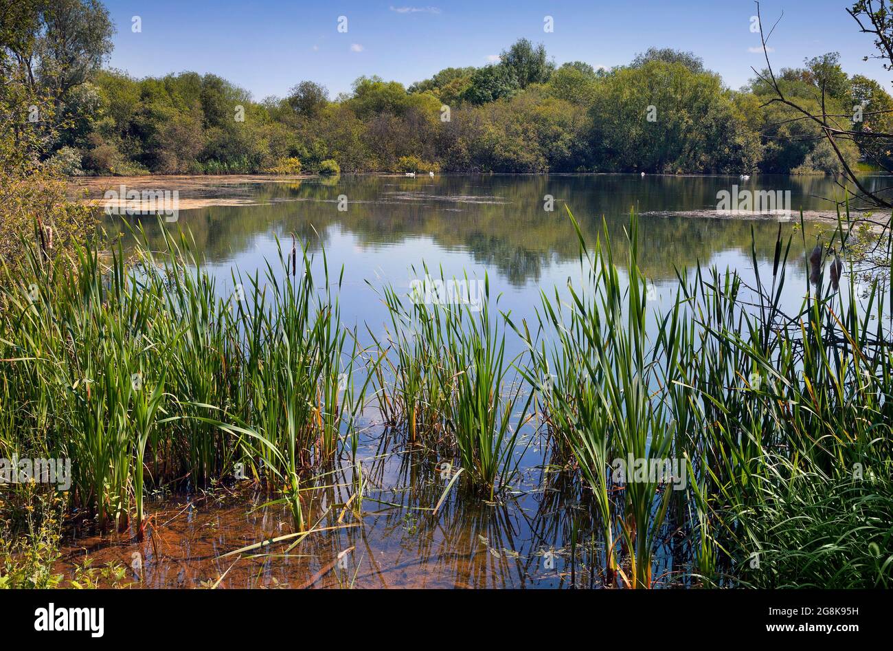 Rushden LAKES, Northamptonshire, UK, General view with reeds, waterplants Stock Photo