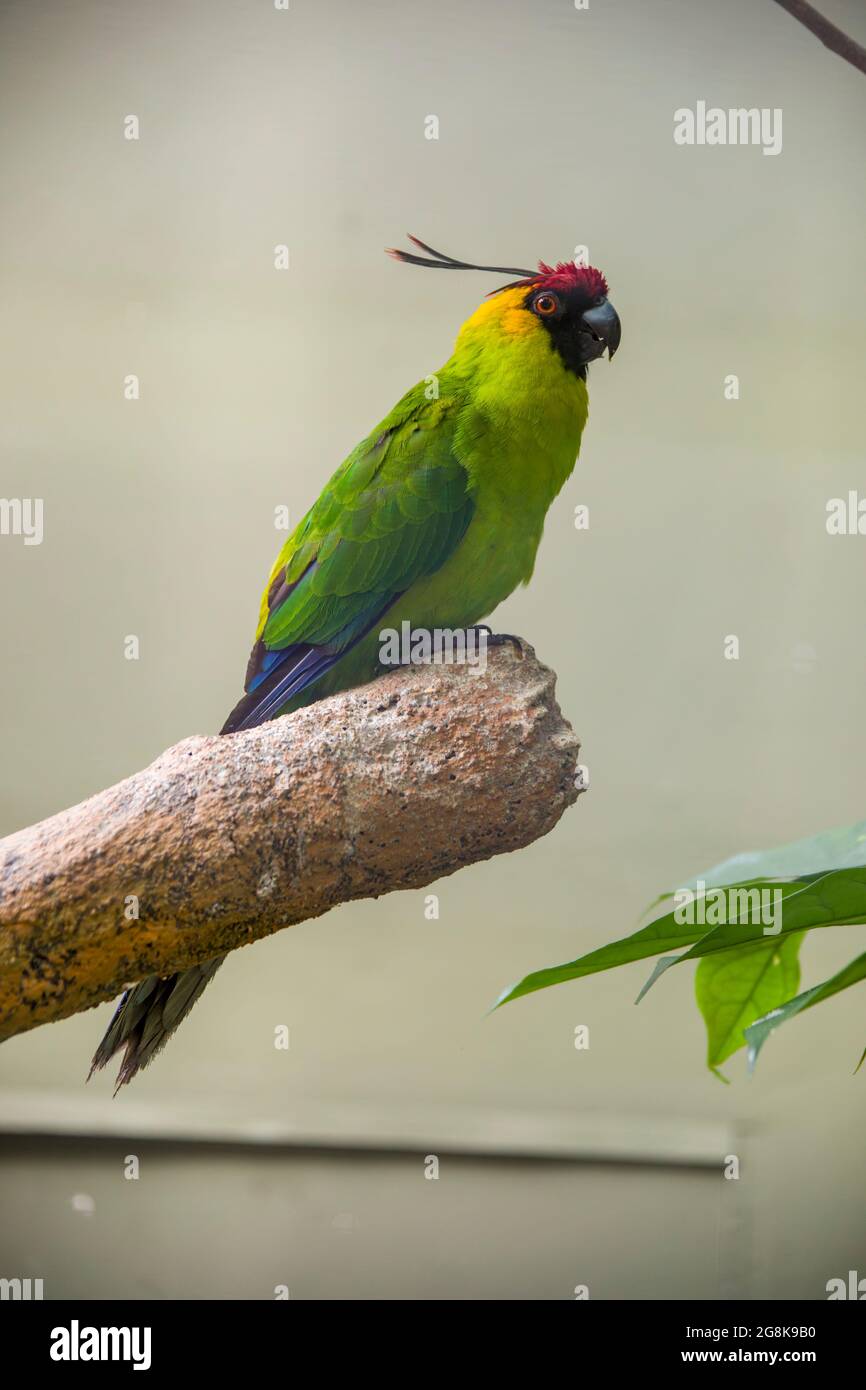 The horned parakeet (Eunymphicus cornutus) is a medium-sized parrot endemic to New Caledonia. It is called "horned" because it has two black feathers Stock Photo