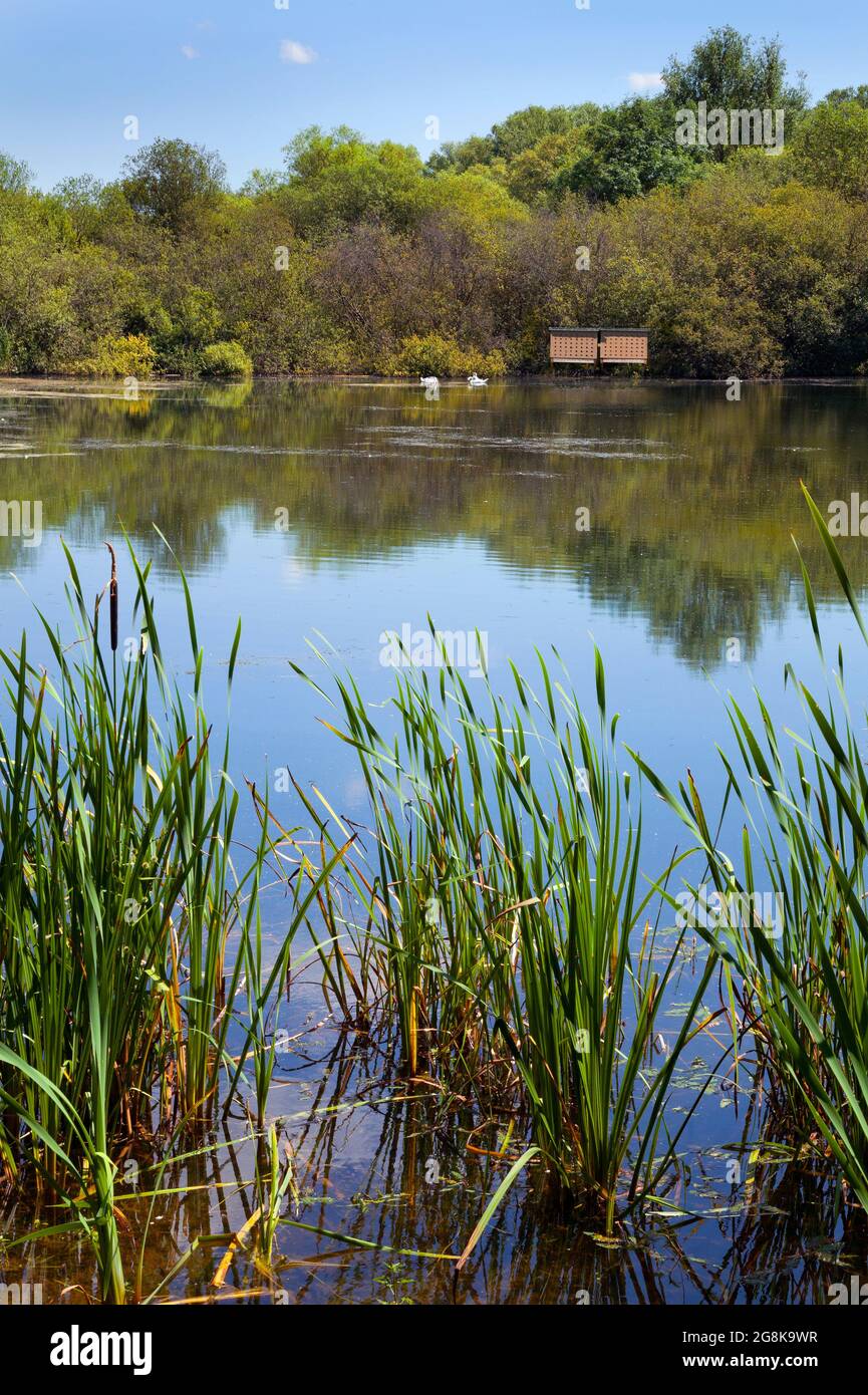 Rushden LAKES, Northamptonshire, UK, General view with reeds, waterplants, bird hides for bird watching, photography Stock Photo