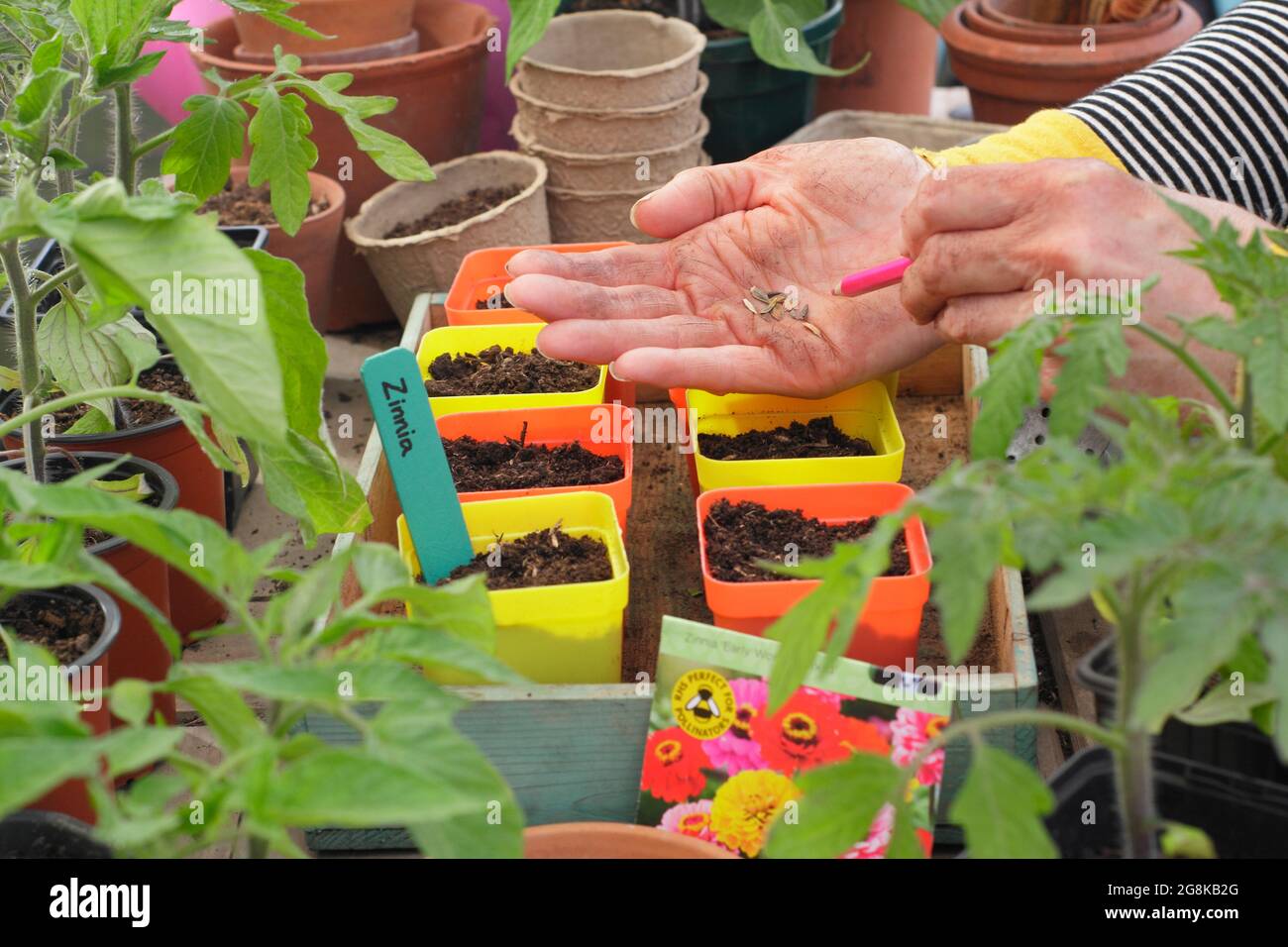 Sowing annuals. Woman sowing Zinnia elegans 'Early Wonder' flower seeds into pots. UK Stock Photo