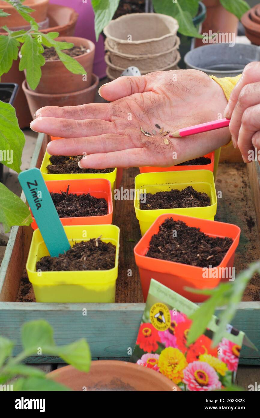 Sowing annuals. Woman sowing Zinnia elegans 'Early Wonder' flower seeds into pots. UK Stock