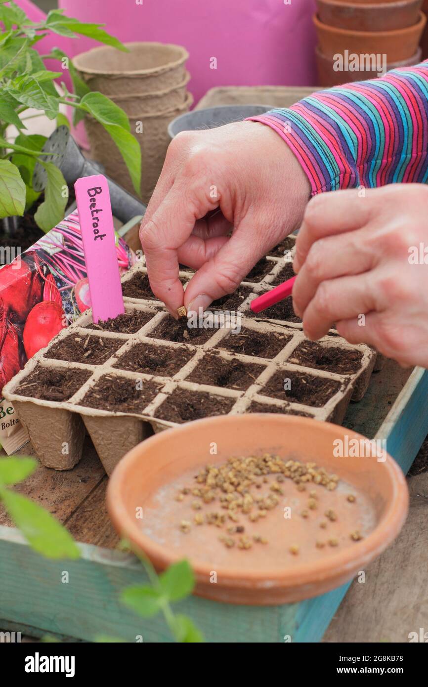 Sowing seeds. Woman sowing beetroot seed Beta vulgaris Boltardy