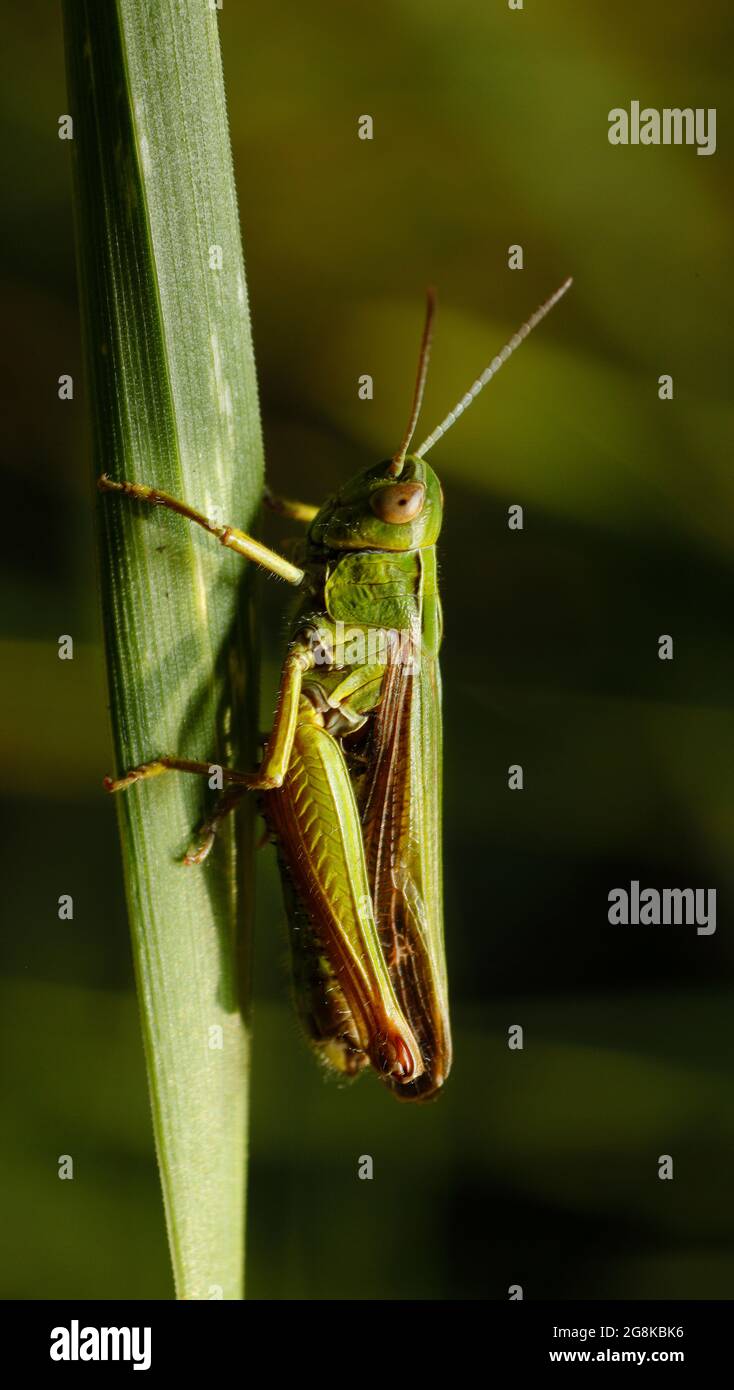 Jumping insects hi-res stock photography and images - Alamy