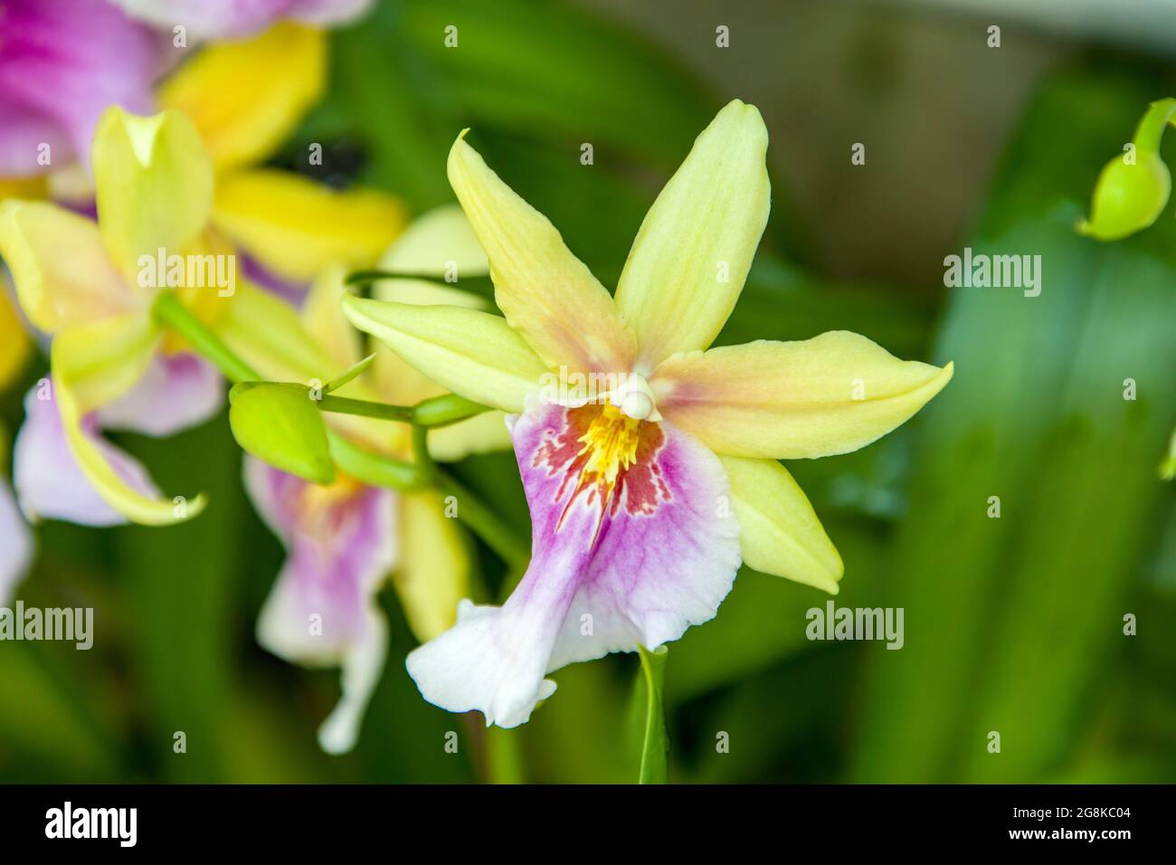 The Miltonia Sunset is a sympodial epiphyte orchid hybrid, a cross between the species Miltonia regnellii and the hybrid Miltonia Goodale Moir. Stock Photo