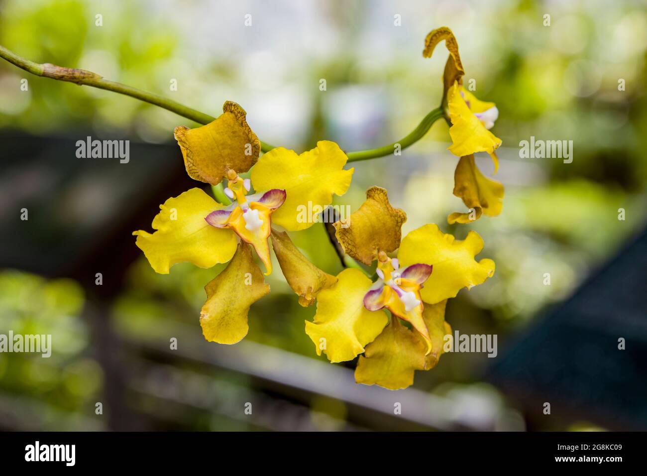 The image of orchid flower Cyrtochilum macranthum. Also known as 'The large Flowered Cyrtochilum', produces yellow flowers Stock Photo